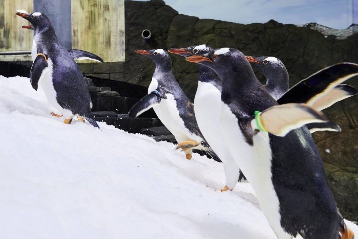 a flock of seagulls are standing in the snow