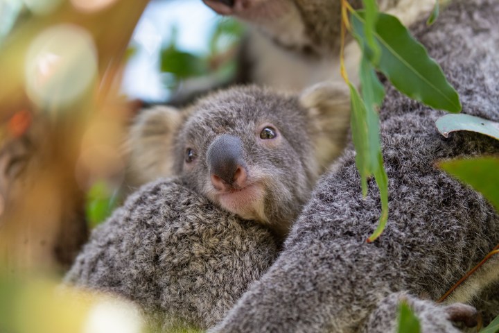 a close up of a koala